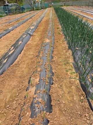 조선된장님의 마늘 · 영농일지 작성글 사진