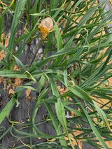 조선된장님의 작성글 사진