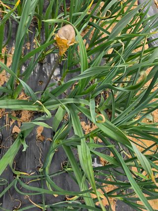 조선된장님의 마늘 · 영농일지 작성글 사진