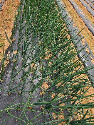 조선된장님의 마늘 · 영농일지 작성글 사진