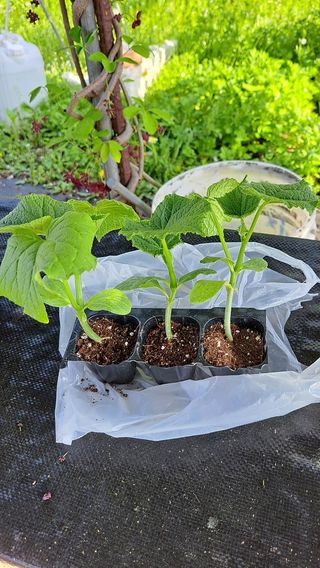 주윤발이님의 기타작물 · 영농일지 작성글 사진