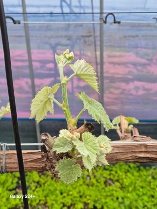 더 드림 농원님의 포도 · 영농일지 작성글 사진