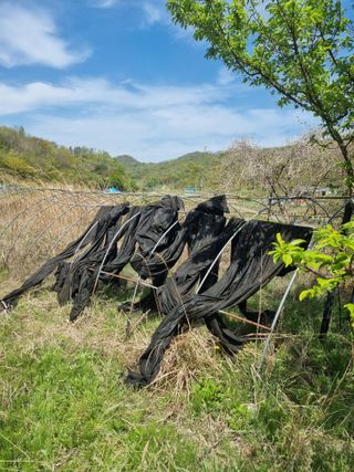 구평쿠키요정님의 두릅 · 영농일지 작성글 사진