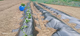 이형근님의 고구마 · 영농일지 작성글 사진