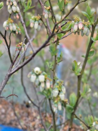 김영옥님의 기타작물 · 영농일지 작성글 사진