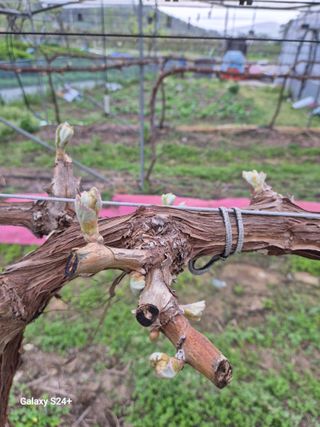 더 드림 농원님의 포도 · 영농일지 작성글 사진