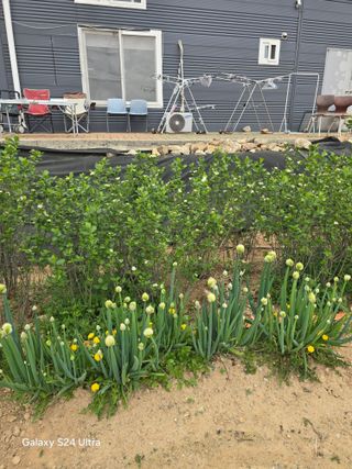 소병찬님의 상추 · 영농일지 작성글 사진