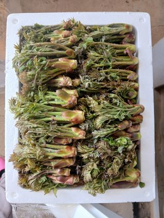 인생은 소풍처럼~님의 기타작물 · 영농일지 작성글 사진