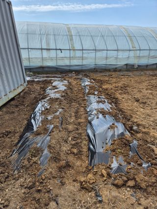 곰새끼님의 콩 · 영농일지 작성글 사진