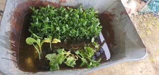 박상중님의 기타작물 · 영농일지 작성글 사진