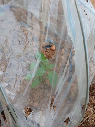 최유순님의 기타작물 · 영농일지 작성글 사진