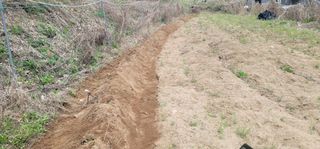 유성훈님의 감자 · 영농일지 작성글 사진