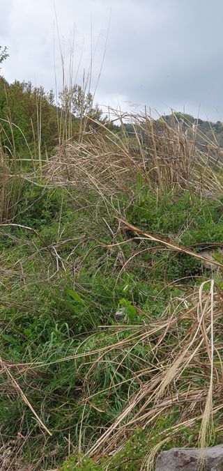 반성식님의 기타작물 · 영농일지 작성글 사진