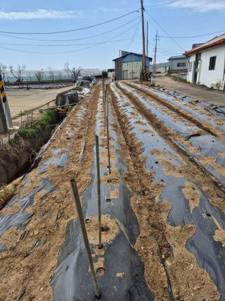 곰새끼님의 콩 · 영농일지 작성글 사진