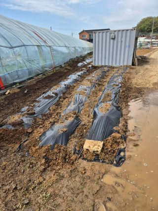 곰새끼님의 콩 · 영농일지 작성글 사진