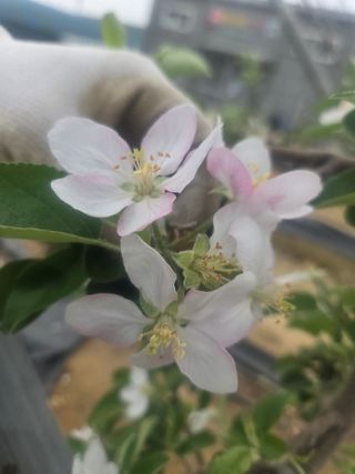 햇살농원 옥이네사과님의 기타작물 · 영농일지 작성글 사진