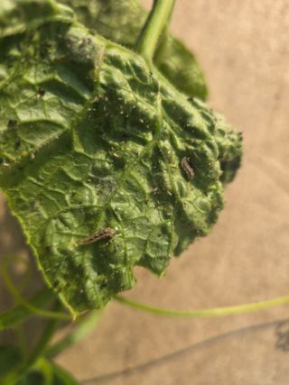 낙엽교목류6964님의 기타작물 · 영농일지 작성글 사진