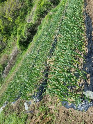 구평쿠키요정님의 두릅 · 영농일지 작성글 사진