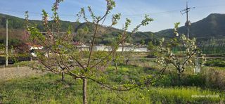 산골아찌님의 기타작물 · 영농일지 작성글 사진