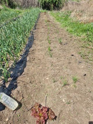 구평쿠키요정님의 두릅 · 영농일지 작성글 사진