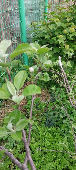 주말 농원(이시원)님의 기타작물 · 영농일지 작성글 사진