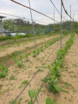 텃밭입문님의 작성글 사진