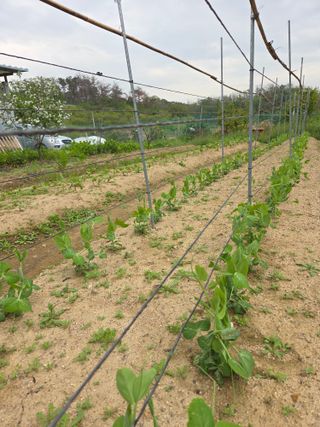 텃밭입문님의 기타작물 · 영농일지 작성글 사진
