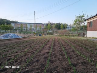 류해창(제비울농부]님의 파 · 영농일지 작성글 사진