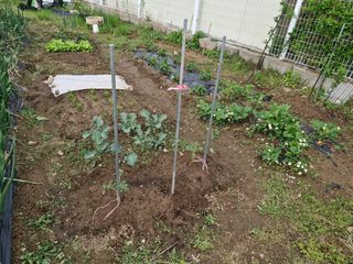 텃밭농사초보님의 기타작물 · 영농일지 작성글 사진