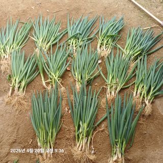 삼성농산님의 기타작물 · 영농일지 작성글 사진