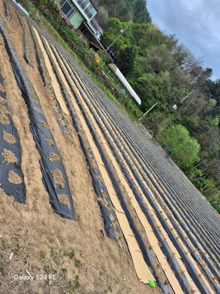 들깨18202님의 기타작물 · 영농일지 작성글 사진