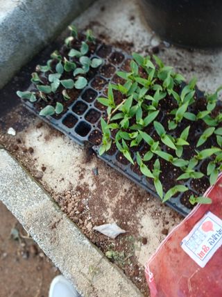 최유순님의 기타작물 · 영농일지 작성글 사진