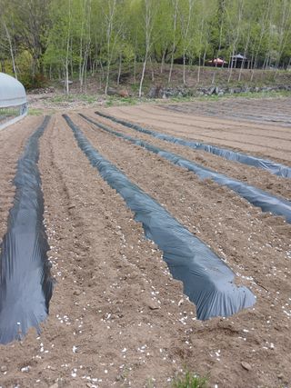 김성님의 기타작물 · 영농일지 작성글 사진