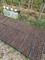 팜모닝 기타작물·영농일지 게시글 이미지