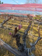 소백산단산포도이종석님의 작성글 사진