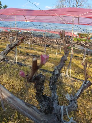 소백산단산포도이종석님의 기타작물 · 영농일지 작성글 사진
