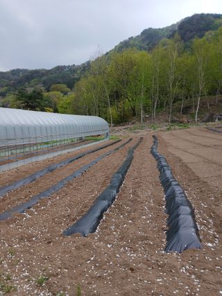 김성님의 기타작물 · 영농일지 작성글 사진