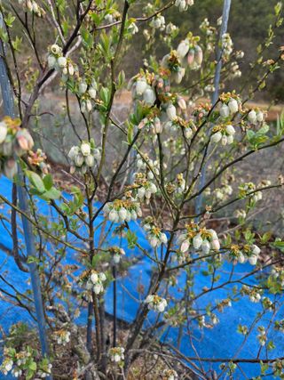 김영옥님의 기타작물 · 영농일지 작성글 사진