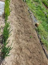 구평쿠키요정님의 작성글 사진