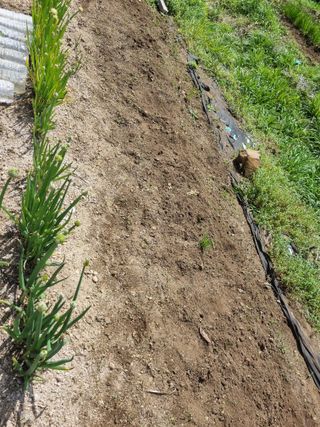 구평쿠키요정님의 두릅 · 영농일지 작성글 사진