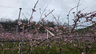 김중달님의 복숭아 · 영농일지 작성글 사진