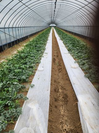 김저팔계님의 기타작물 · 영농일지 작성글 사진