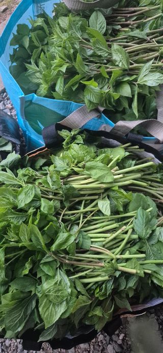 매실21434님의 기타작물 · 영농일지 작성글 사진