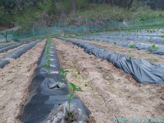 황대헌님의 고추 · 영농일지 작성글 사진
