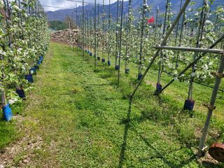 날씨가 흐려 방제가님의 기타작물 · 영농일지 작성글 사진