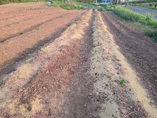 박정원님의 감자 · 영농일지 작성글 사진