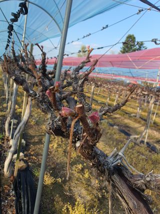 소백산단산포도이종석님의 기타작물 · 영농일지 작성글 사진