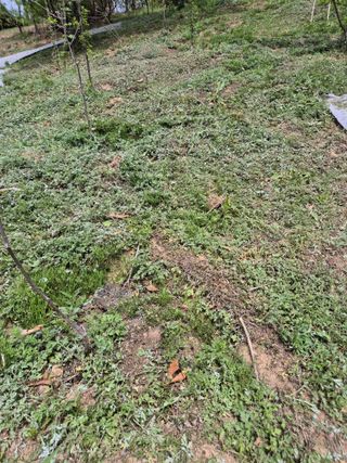 호랑이별님의 기타작물 · 영농일지 작성글 사진