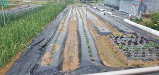 박상중님의 기타작물 · 영농일지 작성글 사진