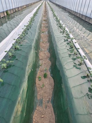 최대석님의 기타작물 · 영농일지 작성글 사진